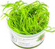 Najas Guadalupensis Guppy Grass 1-2-grow