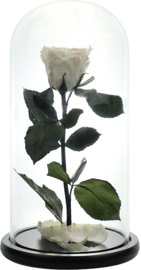 Velve Eternal Rose 10cm