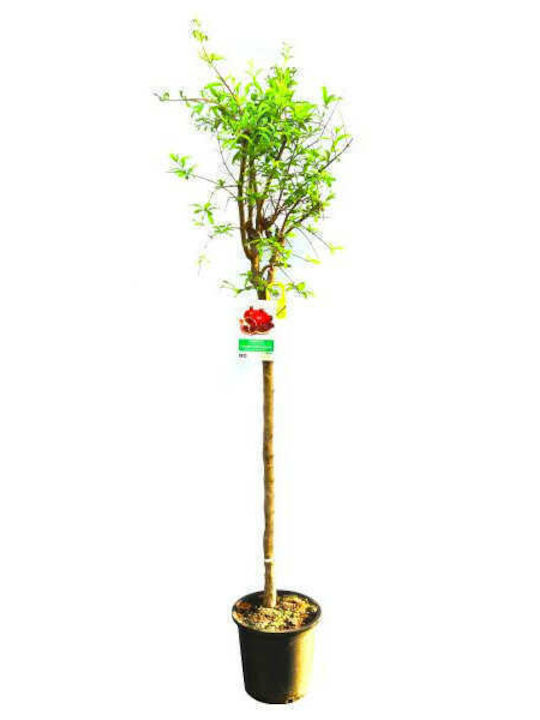 Oem Ροδιά Punica Granatum 10 Lt 5-6 Oem Ροδιά Punica Granatum 10 Lt 5-6