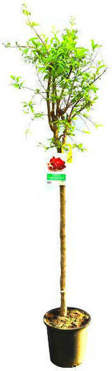 Oem Ροδιά Punica Granatum 7 Lt 2-4