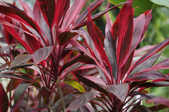 Кордилин Cordyline