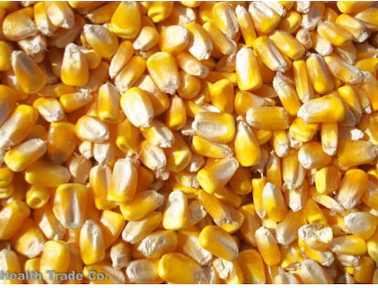 Colorado Kernels Gourmet Popcorn Bucket | 3.5 Gallon Assorted Flavors