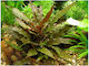 Cryptocoryne Undulata Red Lebende Aquarium Pflanzen