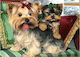Мозайка Диаманти 5D Yorki 40x30см