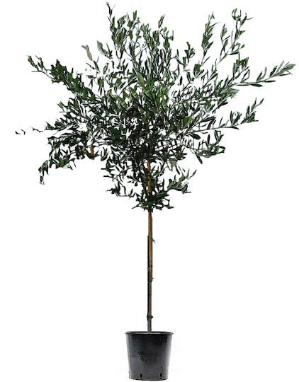 Oem Ελιά Olea Europaea 65 Lt 10-12