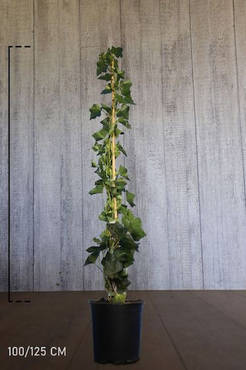 Ivy Hedera Helix Minunea Verde Ivy Hedera Helix Minunea Verde