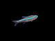 Paracheirodon Simulans S
