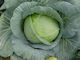 Hazera Green Cabbage Bulb
