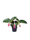 Medinilla Magnifica Lambada 2 Stiele