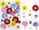 Pressed Flowers Resin Daisies Red Yellow Blue Purple