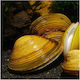 Scoică de Apă Dulce Aurie 5-6cm