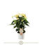 Floare de coadă (Anthurium) Andr Vanilla Royal Champion 6+
