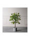 Supergreens UV Изкуствено Дърво Ficus Lyrata Зелено 180 см