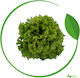 Syngenta Seeds Lettuce Parole 5000pcs