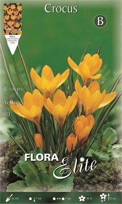 Flora Elite Zwiebeln Krokus Gelb Flora Elite Zwiebeln Krokus Gelb
