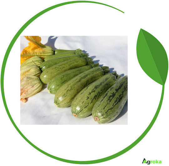 Syngenta Seeds Pumpkinς Zucchini Dolmas 1000pcs