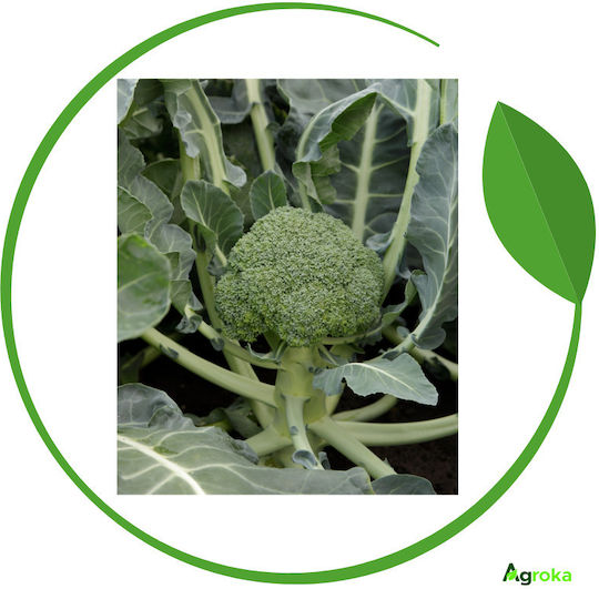 Syngenta Semințe Broccoli Monrello 2500buc