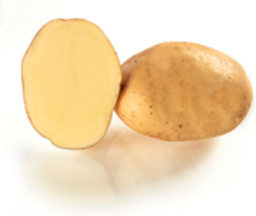 AgriMore Samen Für Kohl