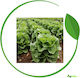 Syngenta Σπόροι Μαρουλιού Romaine 5000τμχ