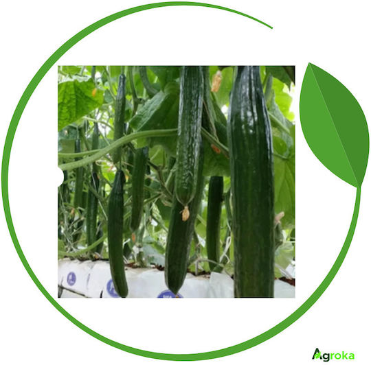 Syngenta Samen Gurke Lang 500Stück