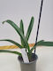 Paphiopedilum Hirsutissimum