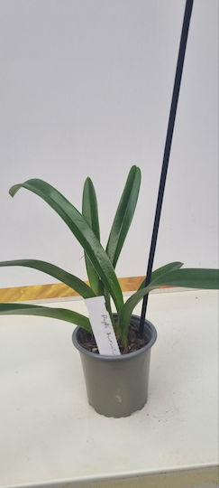Paphiopedilum Hirsutissimum