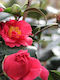 Camelia 'Blood China' 15cm