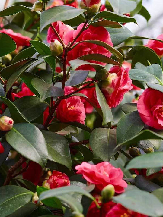 Camellia 'lady Campbell' 15cm