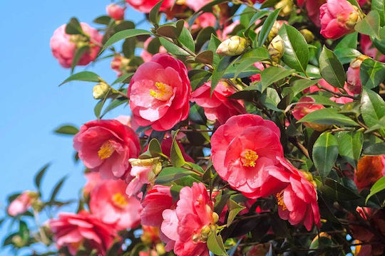 Camellia 'dr King' 15cm Camellia 'dr King' 15cm