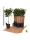 Ficus Ficus Micr Moclame Ball On Stem