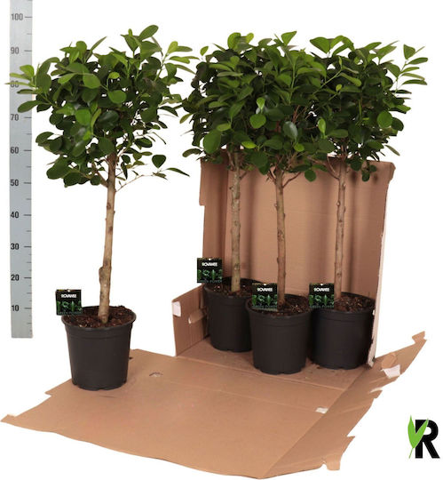 Φίκος Ficus Micr Moclame Ball On Stem