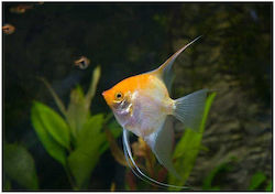 Pterophyllum Scalare Gold M
