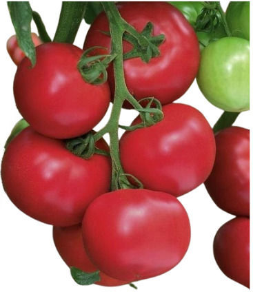 Sakata Samen Tomateς 10Stück
