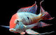 Ζωντανα Ψαρια Γεωφαγος Ταπαχος Geophagus Tapajos Red Head Eartheater Ml 8-10cm