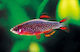 Lebende Aquarienfische Celestichthys Margaritatus Microrasbora Galaxy 2,0 cm