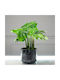 Supergreens Artificial Monstera Deliciosa Tropic Green 80 Cm 6-0534