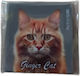 Action Lab Magnet Ingwerkatze