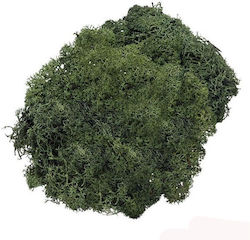 Moss 50gr Cypress Knorr Prandell 2666944-62