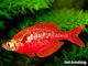 Glossolepis Incisus 7cm