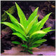Hygrophila Corymbosa Stricta Φπ
