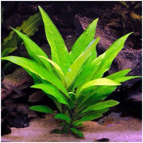 Hygrophila Corymbosa Stricta Φπ