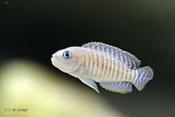 Neolamprologus Multifasciatus 2-3cm
