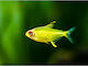 Lemon Tetra M L