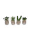 Set 4 Bucăți Cactus În Vas De Sticlă