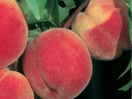 Pfirsichbaum Sweet Gold