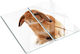 Küchenarbeitsplattenabdeckung Glas Roter Kaninchen 2x30x52 cm
