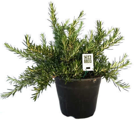 Oem Δενδρολίβανο Έρπον Rosmarinus Officinalis ‘prostratus’ 2 Lt 10/20 Oem Δενδρολίβανο Έρπον Rosmarinus Officinalis ‘prostratus’ 2 Lt 10/20