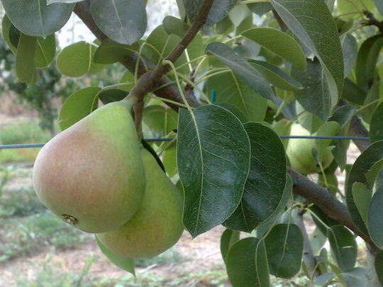 Ba 29 Substrat für Kleinere, Geimpfte Birnenbaum-Kontula