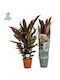 Καλαθέα Calathea Rufibarba Tropistar Xxl