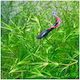 Najas Guadalupensis Guppy Трева